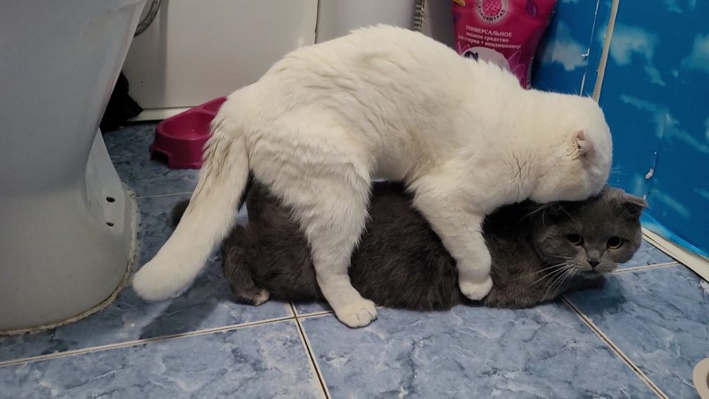 Вязка Кот шотландский вислоухий