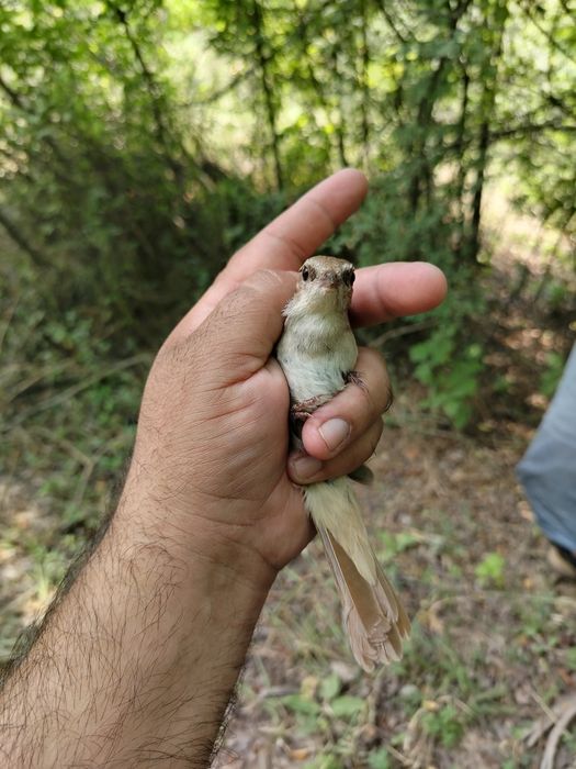 Xohiz bulbuli aprelda uwalgan quwla