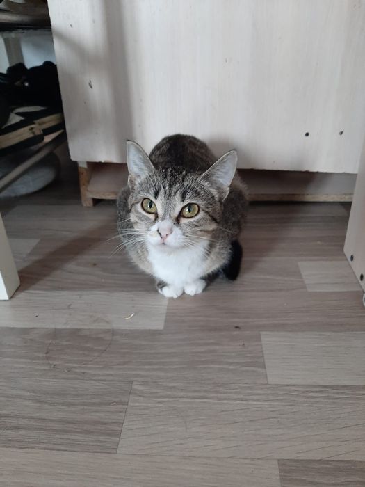 Отдам даром кошку девочку