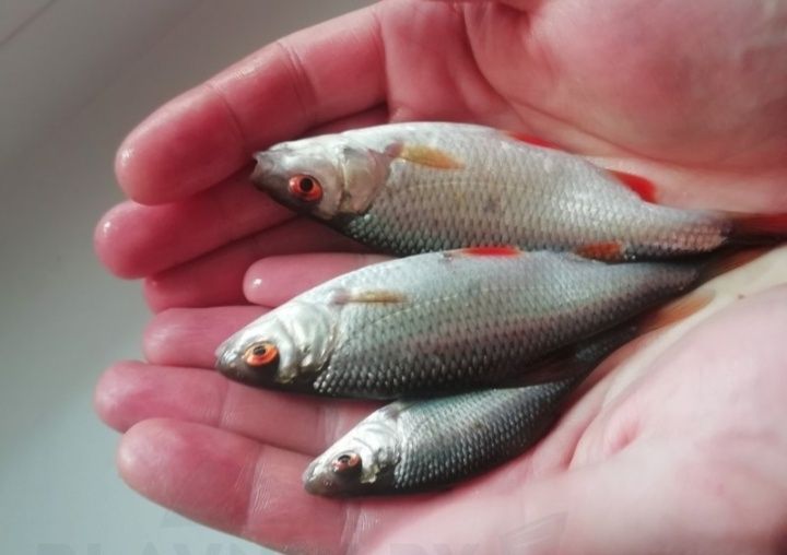 Живец плотва       цена 70 тг