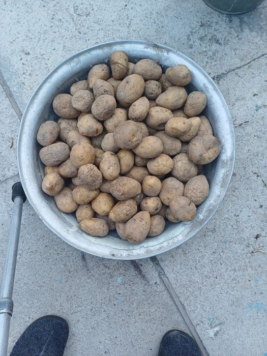 Картошка для посадки