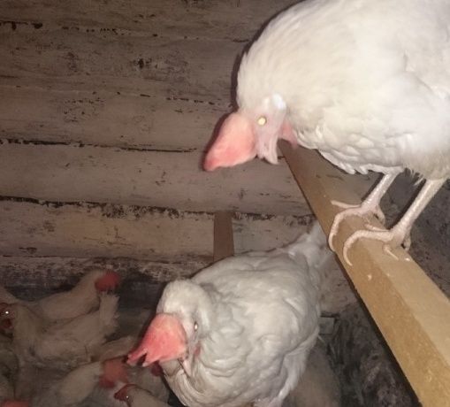 Куры несушки Ленгорн доставка до дома