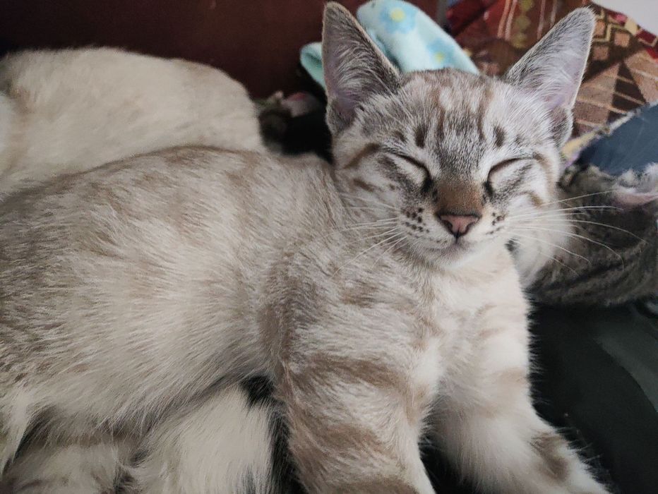 Продаются котята