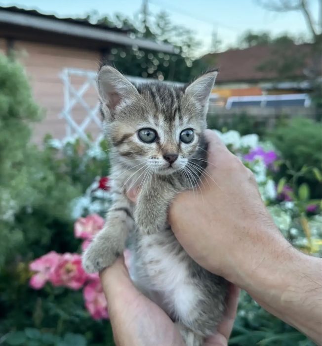 Котята в добрые руки
