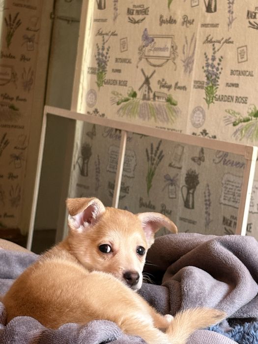 отдам девочку в добрые руки.