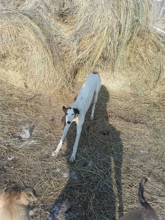 Собака Greyhound