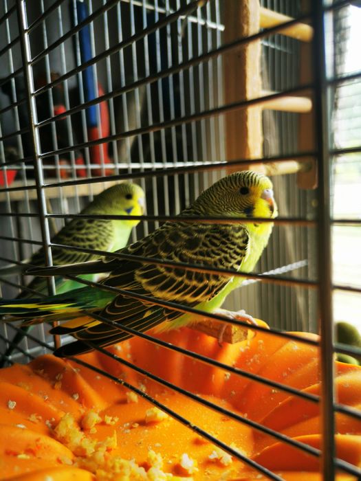 Papagali  de vanzare