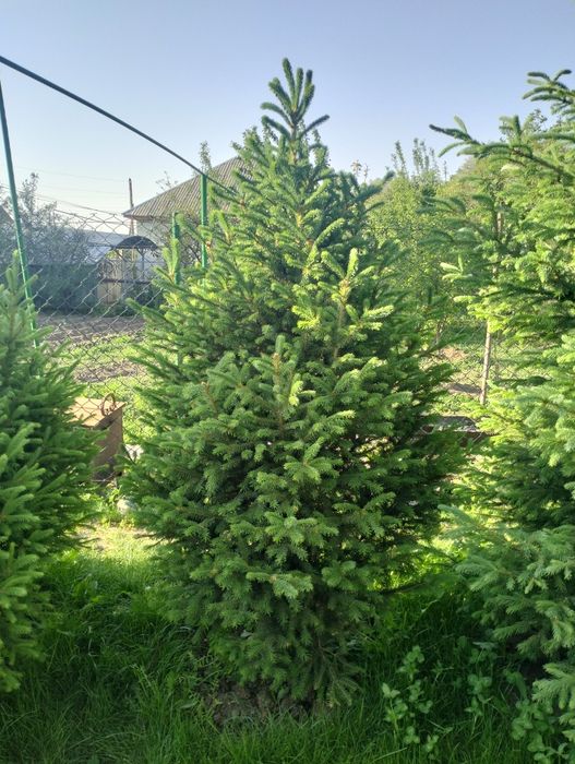 Ёлки (Сизые Ёлки)