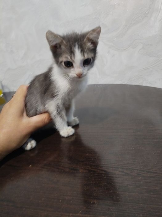 Отдам даром котёнка. .