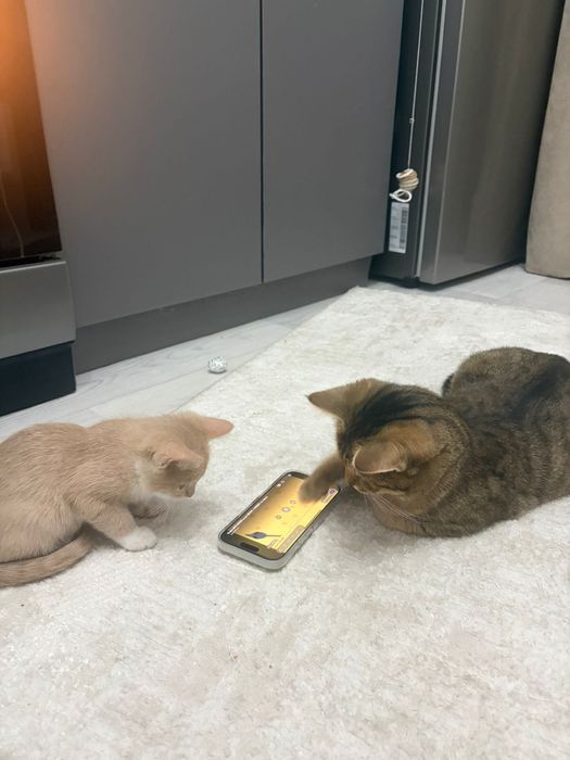 Отдам котенка в хорошие руки