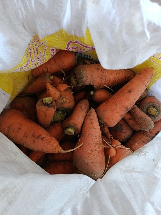 Продается местные моркови.