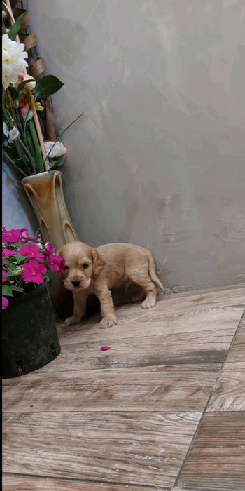 Кокер шпаньол бебета