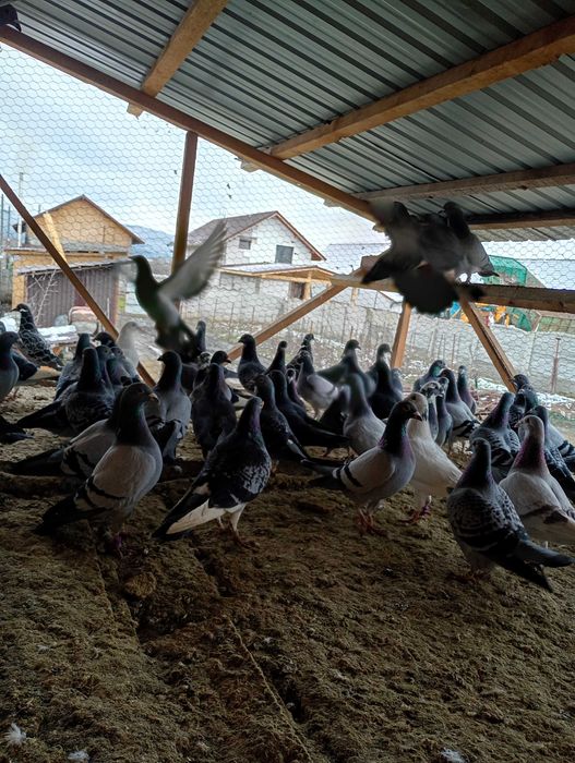 De vânzare  porumbeii voiajori