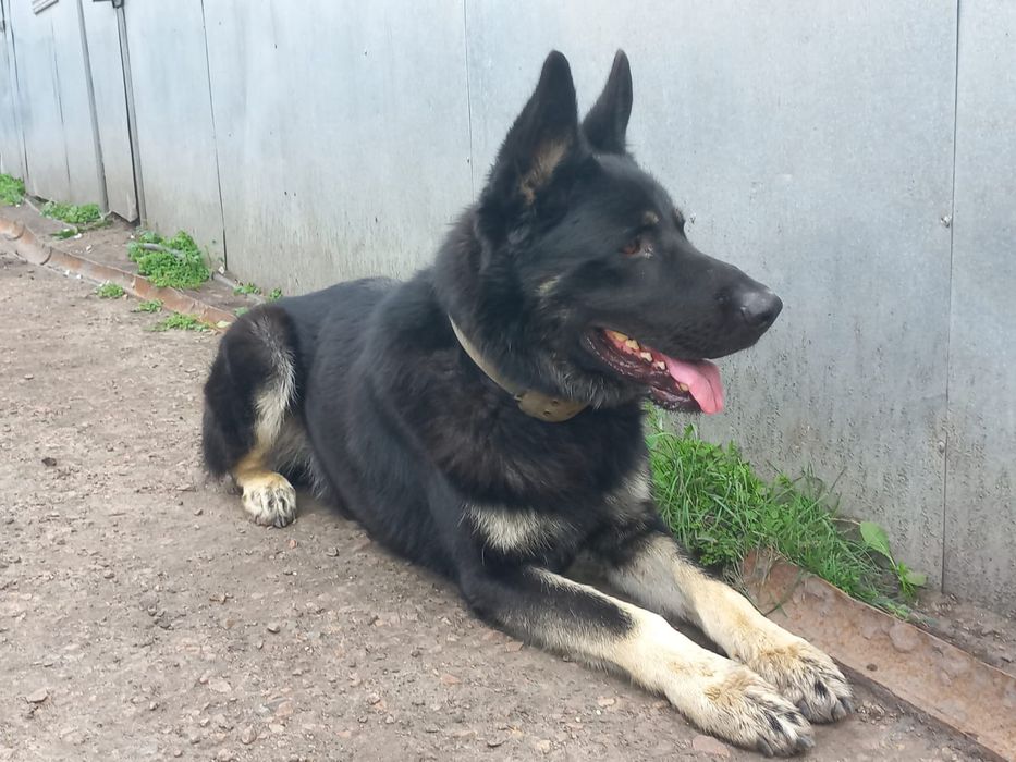 Вязка ищет подружку ВЕО