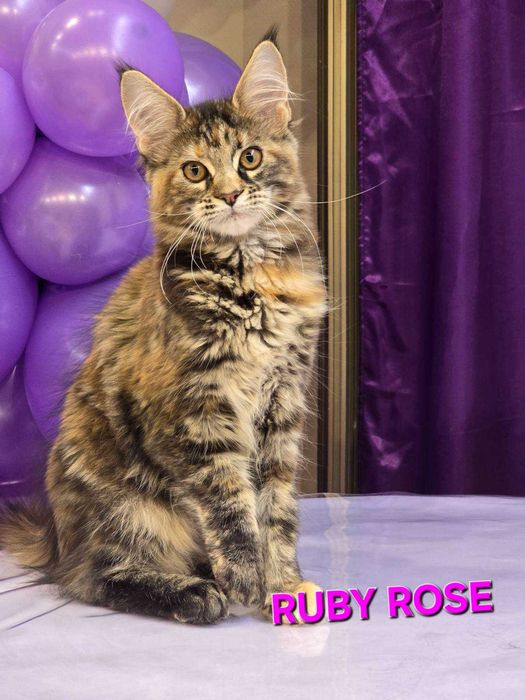 Котенца Мейн куун