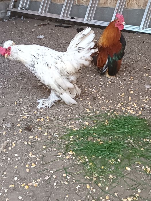 Gainuse și cocoșei de vânzare