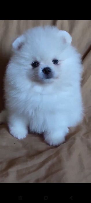 Милые пушистики мальчики и девочки