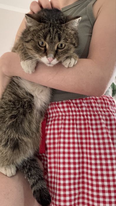 Котик в добрые руки