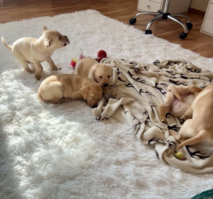 Лабрадор Ретривър