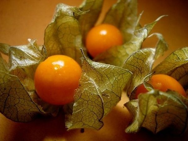 physalis peruviana seminte