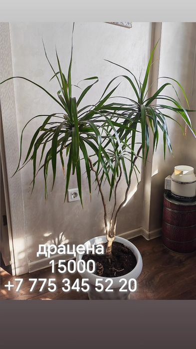 Отростки комнатных растений