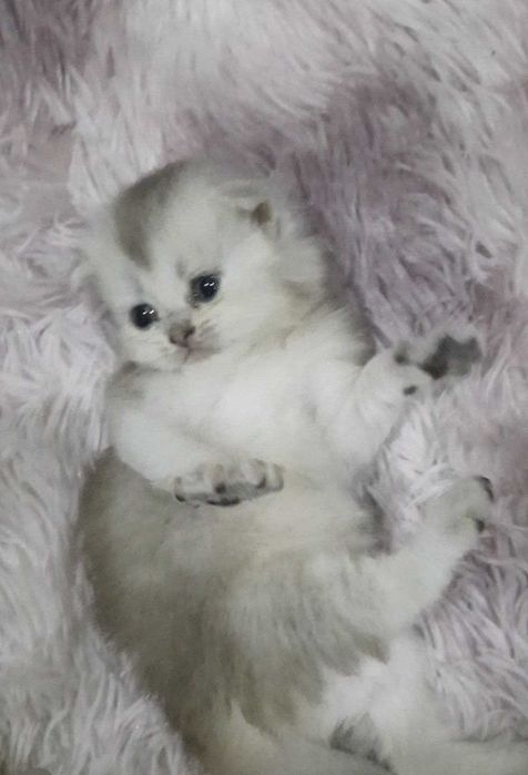 Fold shinshila 1oylik og'il bola