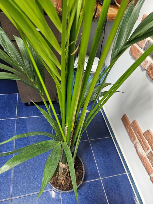 Palmier Kentia Areka .plante verzi exotice  birou