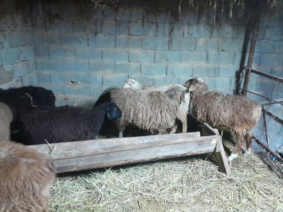 Семіз тоқты. Токты. Токтушки