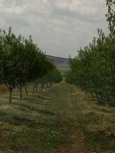 Бадеми , екологично отглеждани , реколта 2024