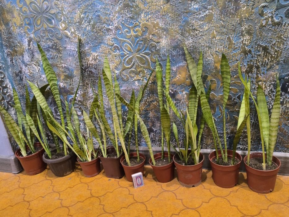 Сансевьера. Цветы для дома и офиса.