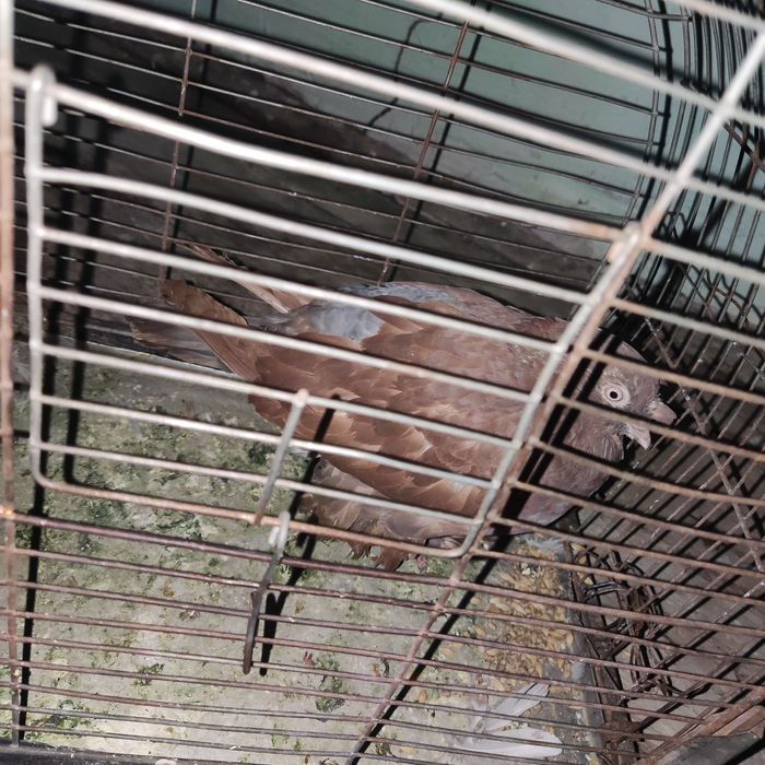 Продается голуби разные цены