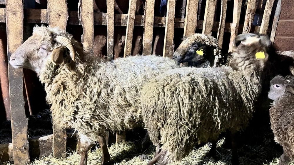 Продам молодых овечек