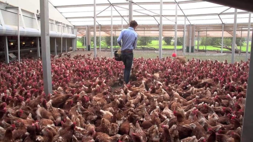 Avem gaini outoare  cu livrare la domiciliu clientului