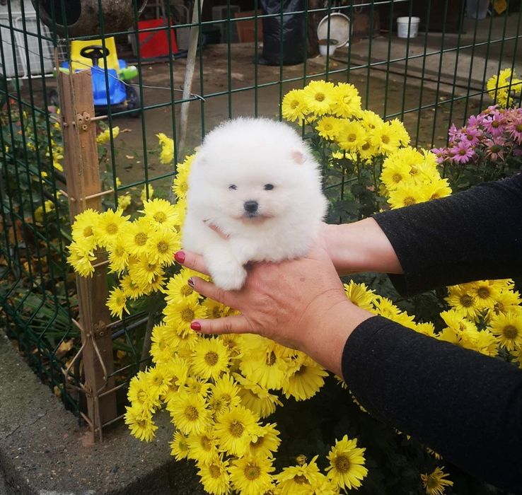 Померан мими мини