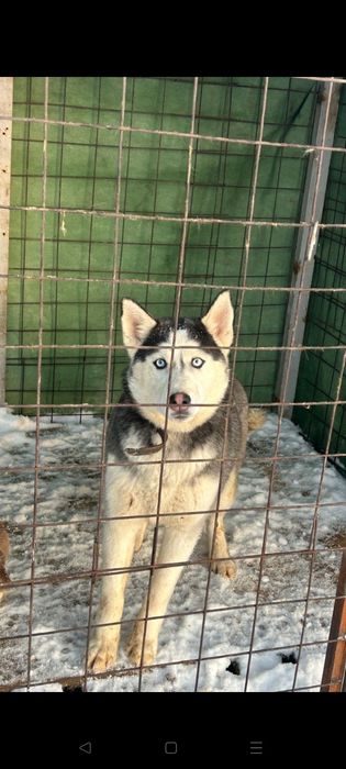 Хаски чистый порда