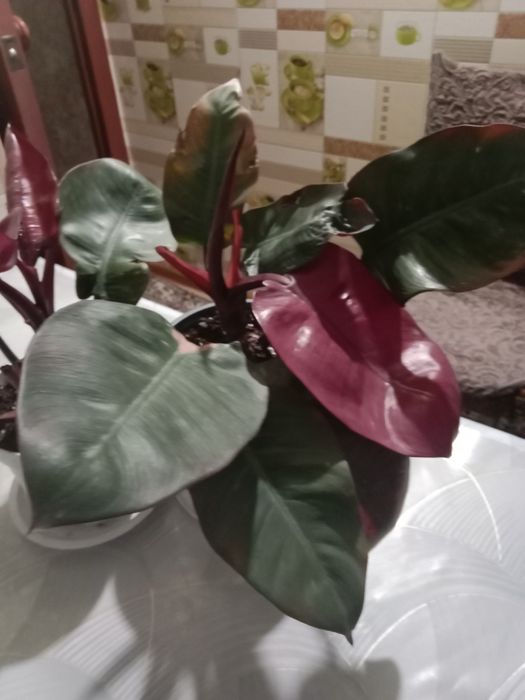 Филодендрон красноватый продам