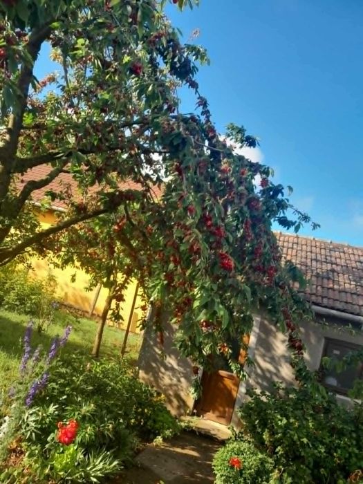 Cireșe mari și dulci bio din grădină proprie - Sacueni, Bihor