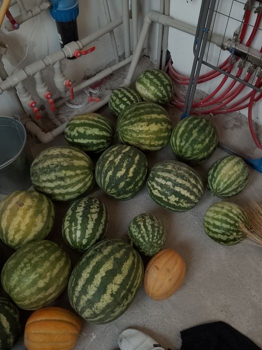 Қарбыз қауын сатылады