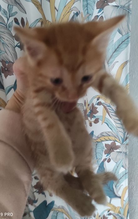 Отдадим маленьких котят