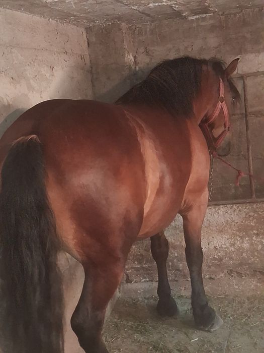 Vând manza de 3 ani