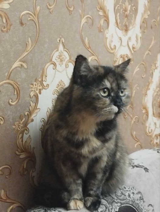 Отдам кошку в хорошие руки