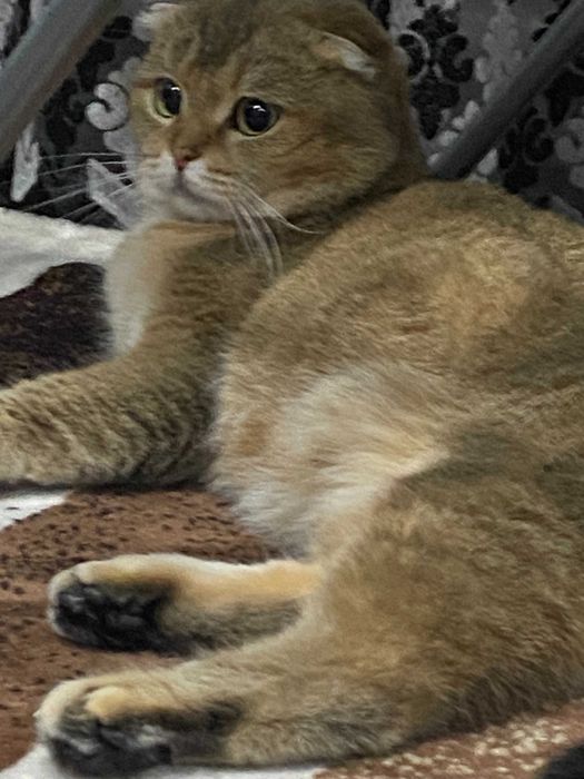 драгоценные шиншиллы котята