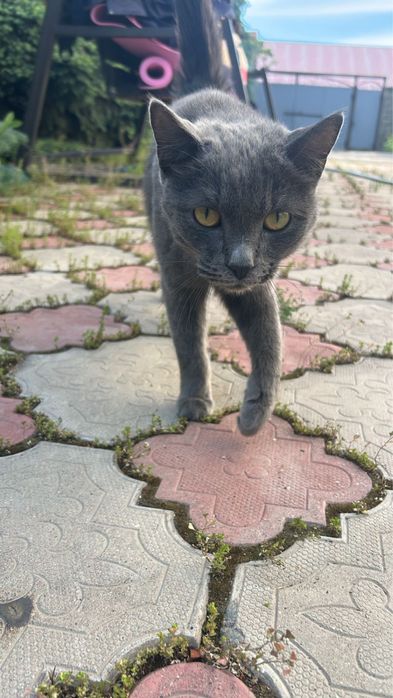 Отдам кота в хорошие руки