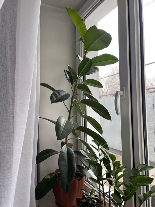 Фикус, 120 см,  продам