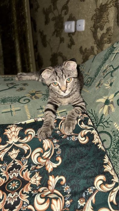 Котенок вислоухи короткошерстный