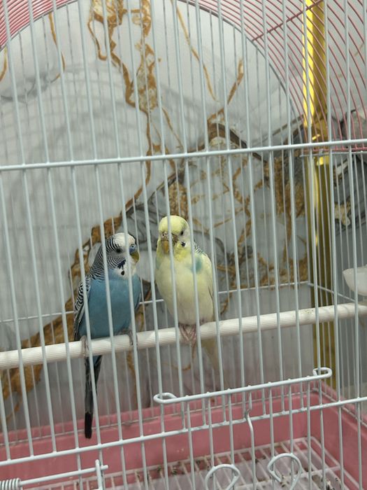 Попугай волнистики