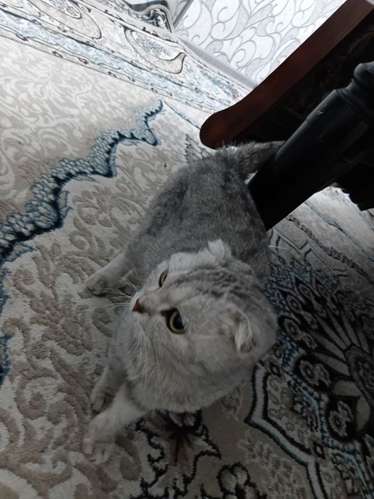 Шотланская скоттиш-фолд