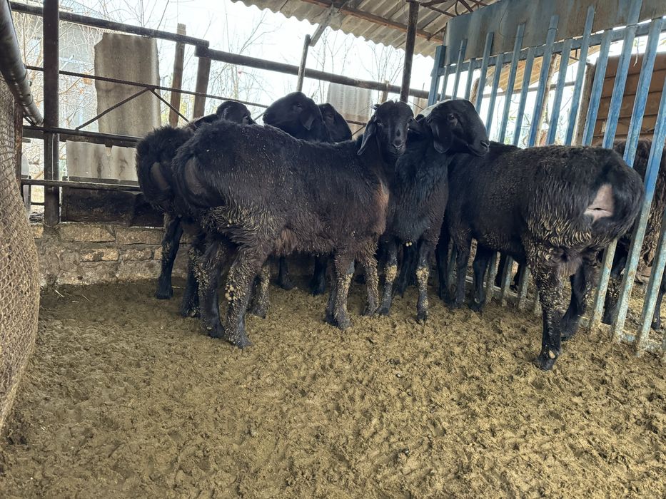 Продаются кучкары