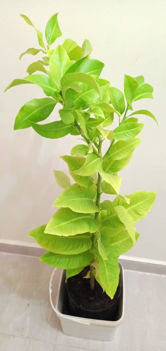 лимони-лимонови дръвчета