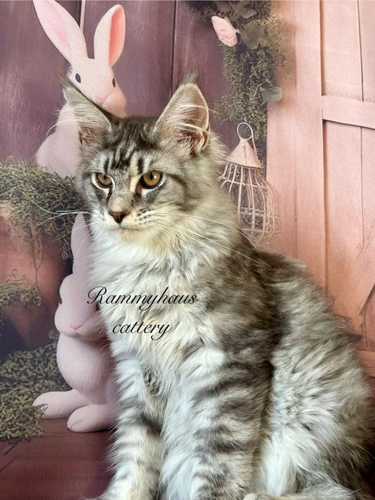 Felisa autorizata WCF, vinde pisoi cu pedigree, rasa Maine coon
